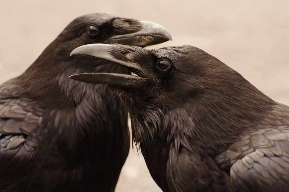 crows talking have a secret