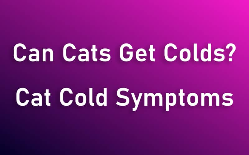 Can Cats Get Colds? - Cat Cold Symptoms