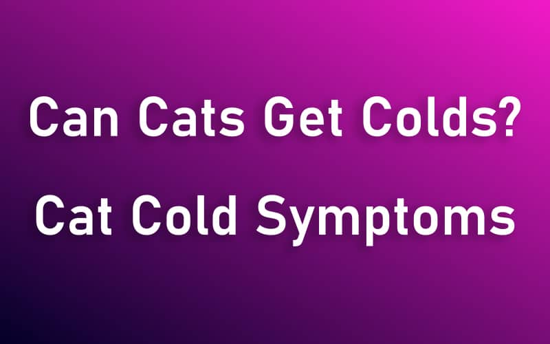 Can Cats Get Colds? Cat Cold Symptoms Information For Purpose! Be