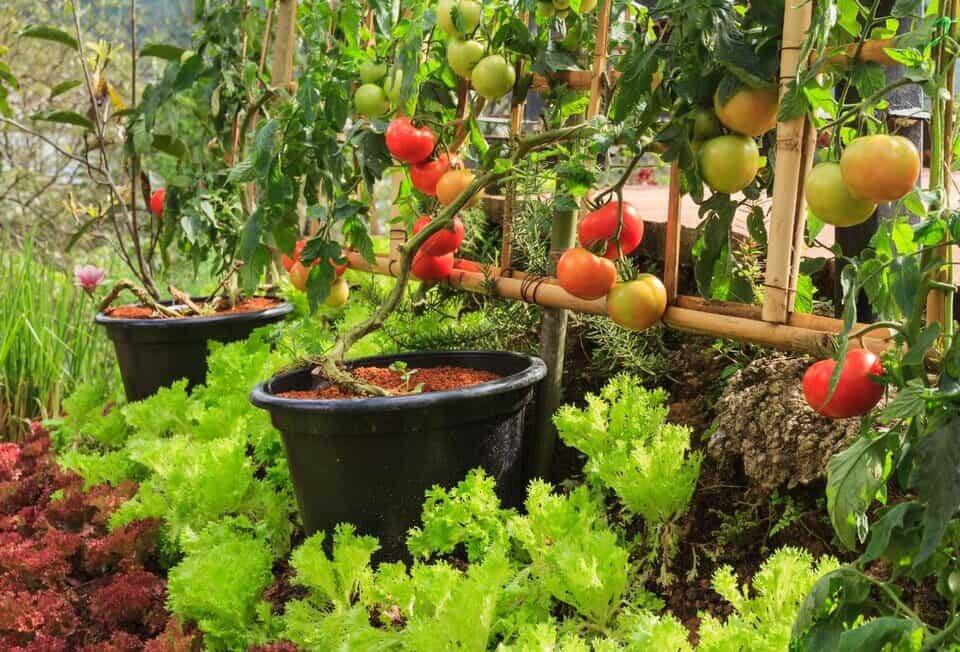 companion planting with potted tomatoes